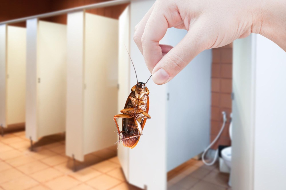Med dette smarte trikset kan du enkelt fjerne insekter fra bilen din – Stephome